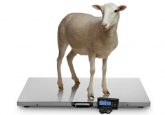 CRS-3115-300kg 300kg/0.1kg Stainless Steel Electronic Scale for Sheep Pet Animal Dog Blue Backlight LCD Display